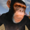 Monkey Fight Game Free